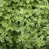 Thyme 'Highland Cream' -Rare Roots THYME HIGHLAND CREAM