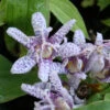 Tricyrtis Hirta 'Moonlight' Toadlily 2 Tricyrtis Hirta 'Moonlight' Toadlily -Rare Roots TRC Moonlight EZ