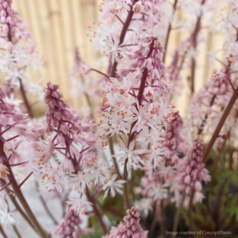 Tiarella 'Angel Wings' Foamflower 3 Tiarella 'Angel Wings' Foamflower