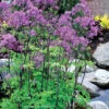 Thalictrum Aquilegifolium 'Black Stockings' Meadow Rue -Rare Roots Thalictrum Black Stockings Meadow Rue