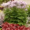 Thalictrum 'Nimbus Pink' Meadow Rue 1 Thalictrum 'Nimbus Pink' Meadow Rue -Rare Roots Thalictrum Nimbus Pink Meadow Rue