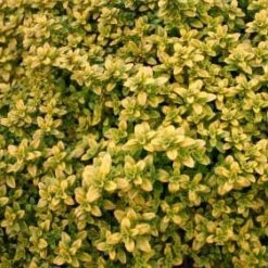 Thyme 'Archer's Gold'