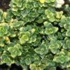 Thyme 'Doone Valley' 2 Thyme 'Doone Valley' -Rare Roots Thyme Doone Valley