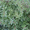 Thyme 'Spicy Orange' -Rare Roots Thyme Spicy Orange