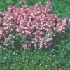 Thyme 'Magic Carpet' 1 Thyme 'Magic Carpet' -Rare Roots Thyme Thymus Magic Carpet