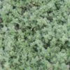Thyme 'Wooly' 1 Thyme 'Wooly' -Rare Roots Thyme Wooly