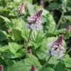 Tiarella Cordifolia Foamflower 1 Tiarella Cordifolia Foamflower -Rare Roots Tiarella cordifolia
