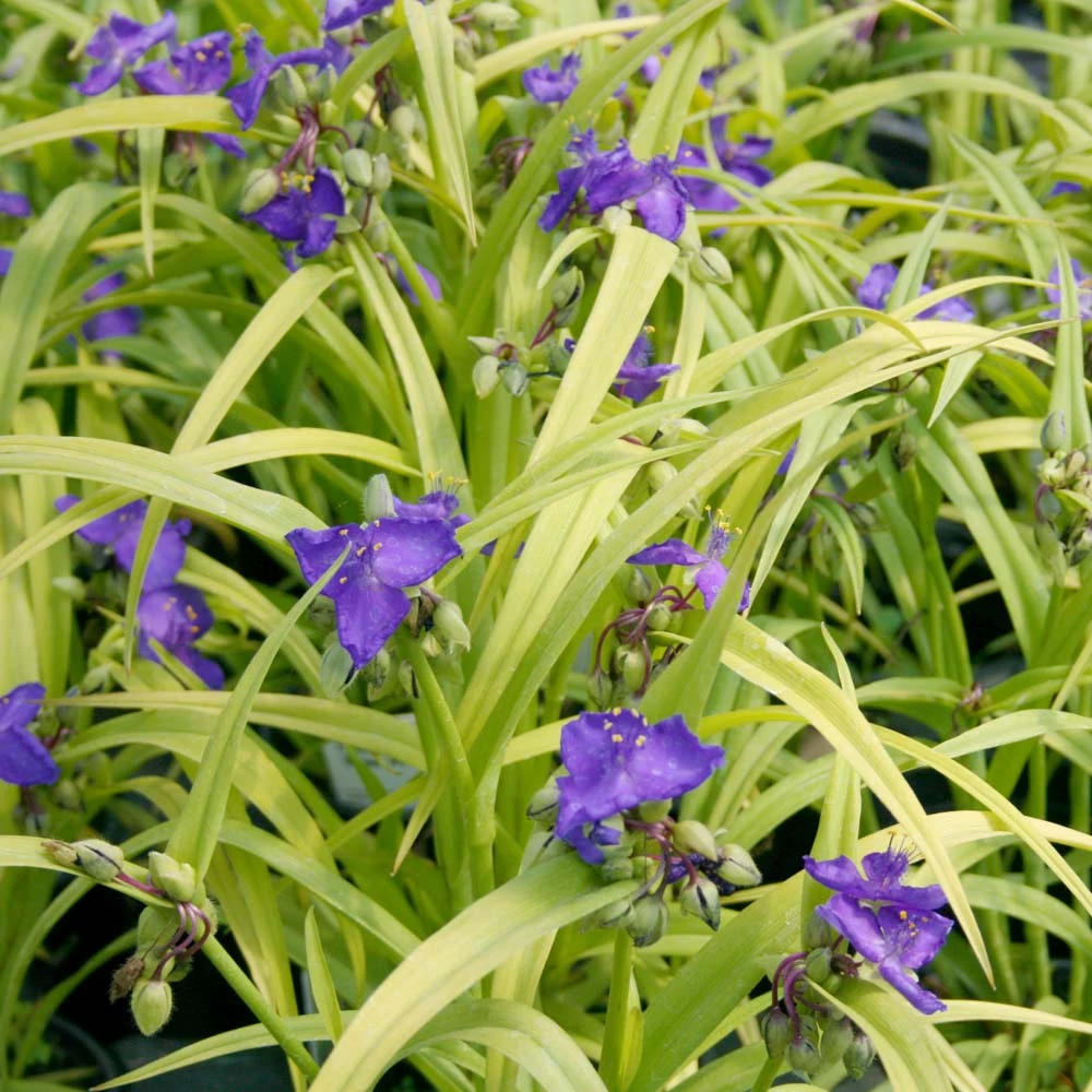 Tradescantia X 'Sweet Kate' Spiderwort/Widow's Tears 3 Tradescantia X 'Sweet Kate' Spiderwort/Widow's Tears