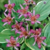 Tricyrtis Formosana 'Gilt Edge' Toadlily 1 Tricyrtis Formosana 'Gilt Edge' Toadlily -Rare Roots Tricytis Gilt Edge