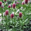 Trifolium Rubens Red Feather Clover -Rare Roots Trifolium rubens