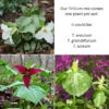 Trillium 'Spring Surprise Mix' Wake Robin -Rare Roots Trillium Spring Surprise Mix