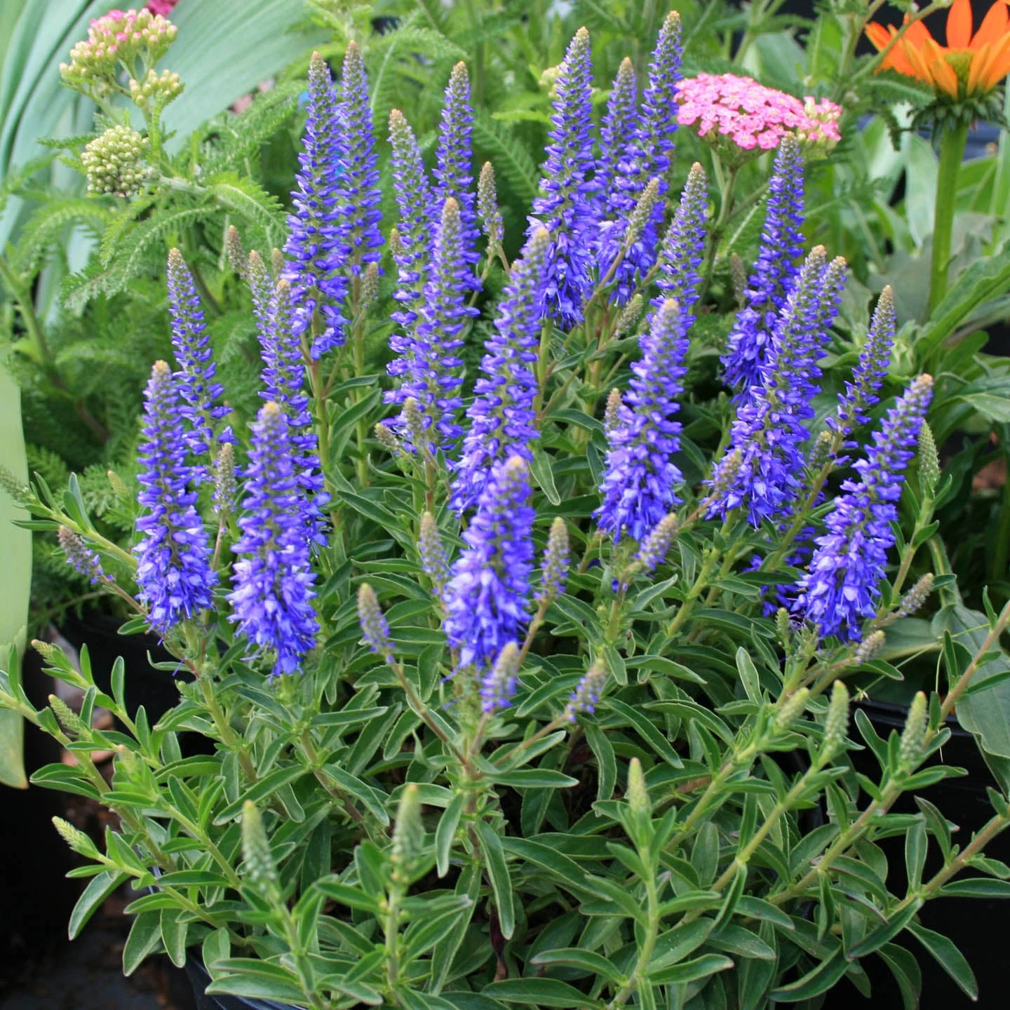 Veronica Spicata 'Royal Candles' Speedwell 3 Veronica Spicata 'Royal Candles' Speedwell