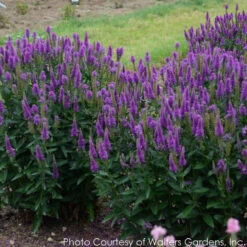 Veronica Longifolia 'Very Van Gogh' Speedwell -Rare Roots VERONICA VERY VAN GOGH 3