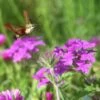 Verbena Canadensis 'Homestead Purple' Vervain 1 Verbena Canadensis 'Homestead Purple' Vervain -Rare Roots VRB HomesteadPurple moth 1 CW