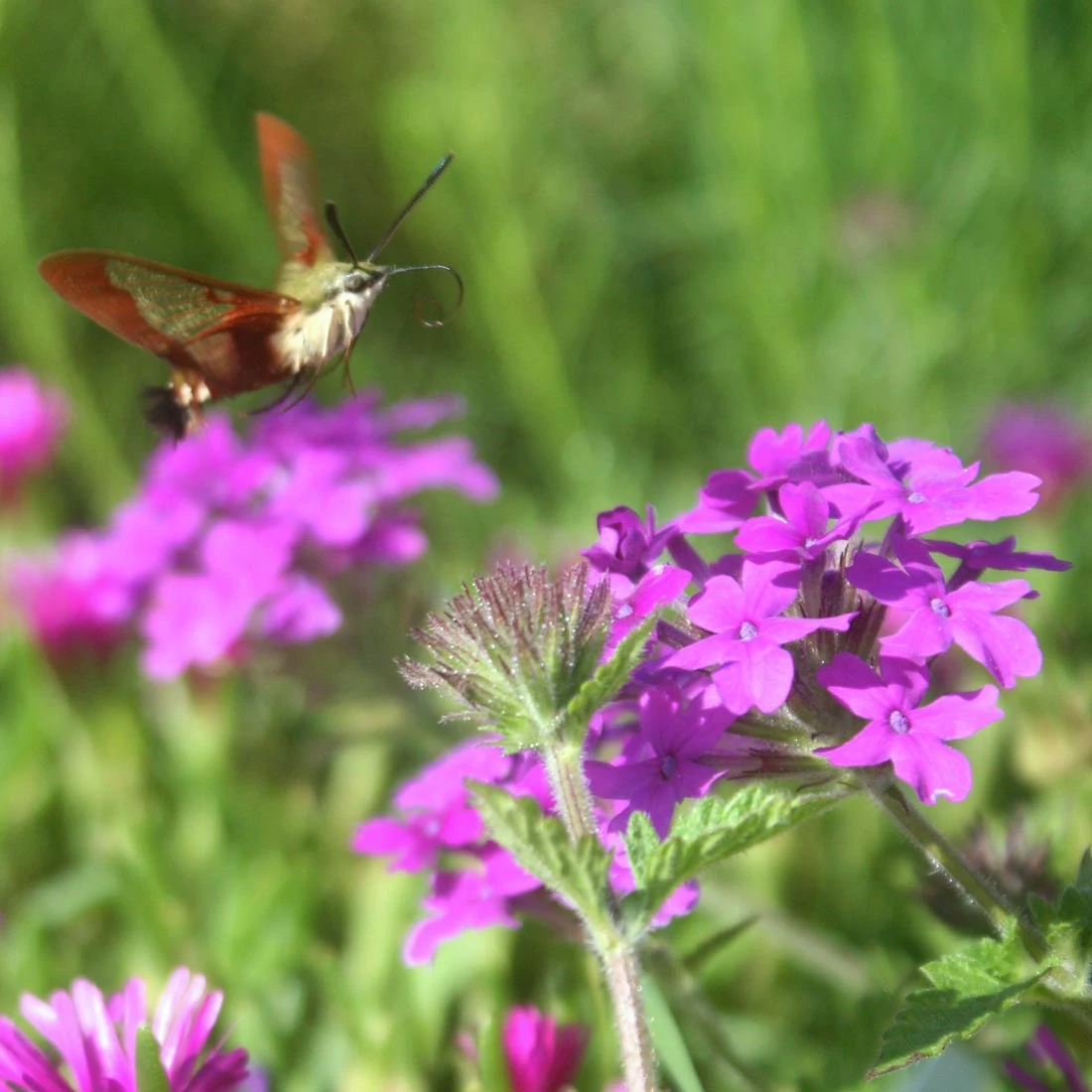 Verbena Canadensis 'Homestead Purple' Vervain 3 Verbena Canadensis 'Homestead Purple' Vervain