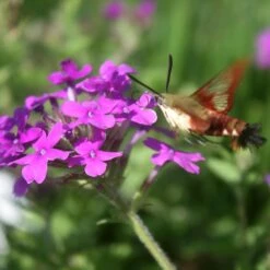 Verbena Canadensis 'Homestead Purple' Vervain 7 Verbena Canadensis 'Homestead Purple' Vervain -Rare Roots VRB HomesteadPurple moth CW