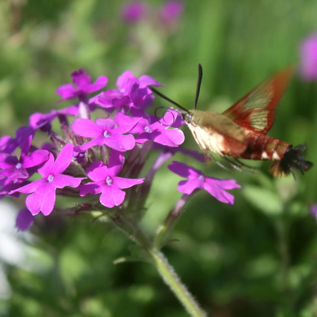 Verbena Canadensis 'Homestead Purple' Vervain 5 Verbena Canadensis 'Homestead Purple' Vervain - Image 3