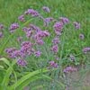 Verbena Bonariensis 'Lollipop' Brazilian Vervain 1 Verbena Bonariensis 'Lollipop' Brazilian Vervain -Rare Roots VRB Lollipop EZ2