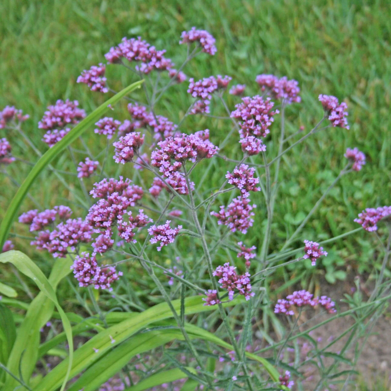 Verbena Bonariensis 'Lollipop' Brazilian Vervain 3 Verbena Bonariensis 'Lollipop' Brazilian Vervain