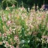 Verbascum 'Southern Charm' Mullien -Rare Roots Verbascum Southern Charm