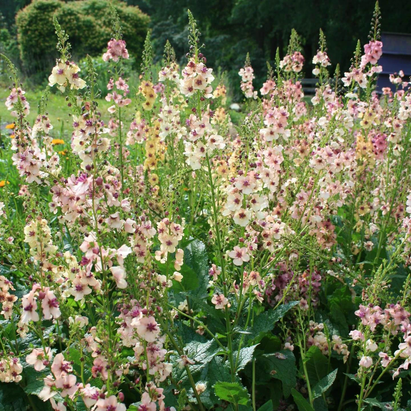 Verbascum 'Southern Charm' Mullien 3 Verbascum 'Southern Charm' Mullien