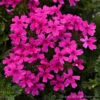 Verbena Canadensis 'Homestead Hot Pink' Vervain 1 Verbena Canadensis 'Homestead Hot Pink' Vervain -Rare Roots Verbena Homestead Hot Pink