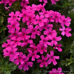 Verbena Canadensis 'Homestead Hot Pink' Vervain