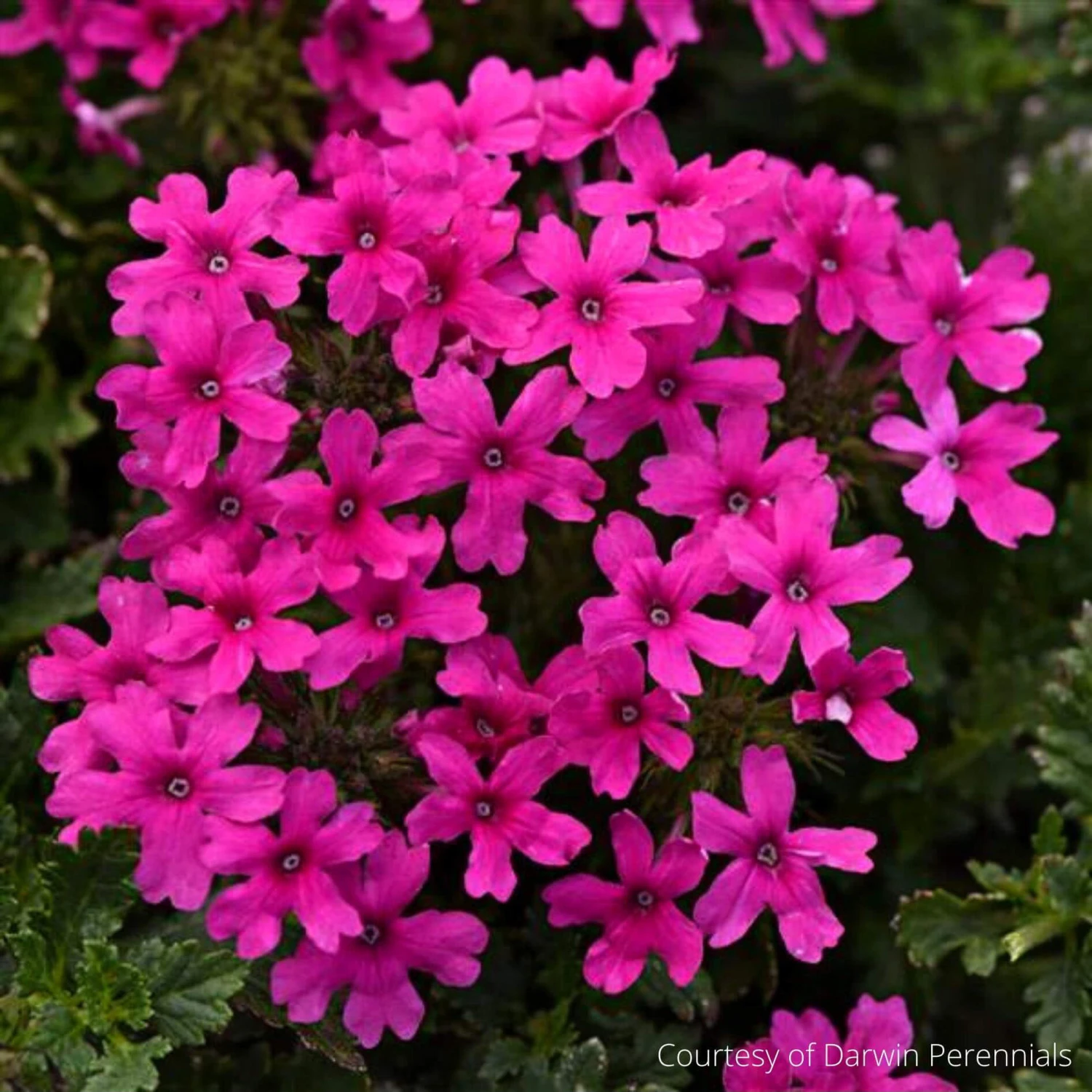 Verbena Canadensis 'Homestead Hot Pink' Vervain 3 Verbena Canadensis 'Homestead Hot Pink' Vervain