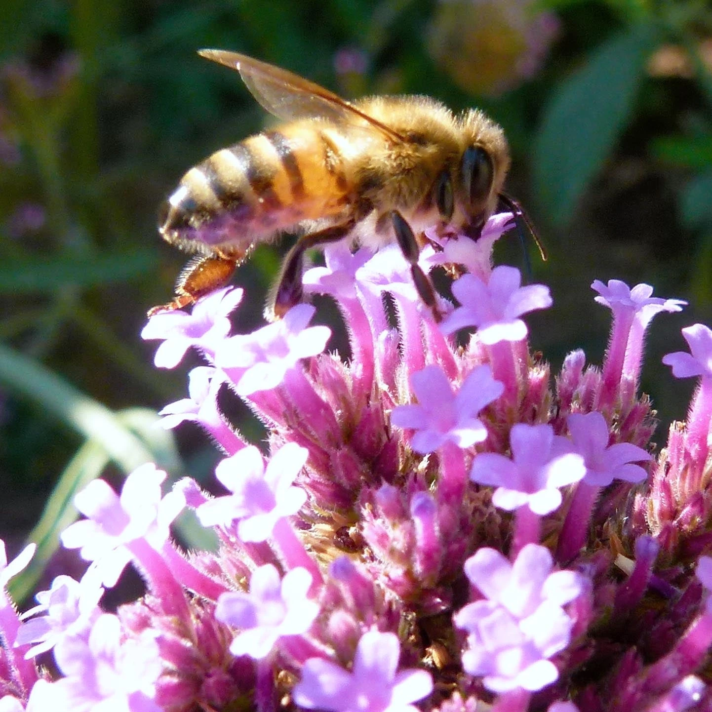Verbena Bonariensis Brazilian Vervain 4 Verbena Bonariensis Brazilian Vervain - Image 2