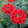 Verbena Canadensis 'Homestead Red' Vervain -Rare Roots Verbena canadensis Homestead Red