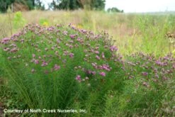 Vernonia Lettermannii 'Iron Butterfly' Threadleaf Ironweed