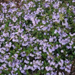 Veronica 'Waterperry Blue' Creeping Speedwell