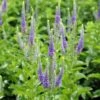 Veronica 'Sunny Border Blue' Speedwell 1 Veronica 'Sunny Border Blue' Speedwell -Rare Roots VeronicaSunnyBorderBlue