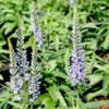 Veronica Spicata 'Moody Blues Sky Blue' Speedwell -Rare Roots Veronica Moody Blues Blue Sky