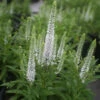 Veronica Spicata 'Snow Candles' Speedwell -Rare Roots Veronica Snow Candles