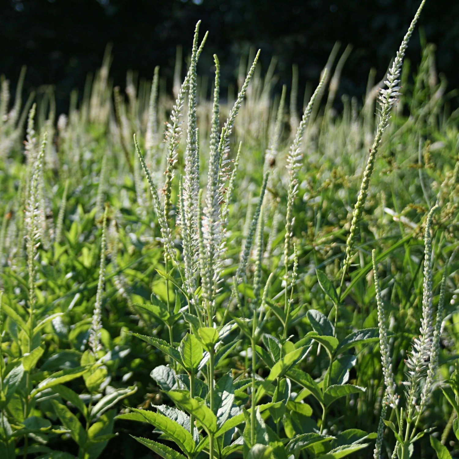 Veronicastrum Virginicum Culver's Root 3 Veronicastrum Virginicum Culver's Root