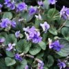 Viola Walteri 'Silver Gem' Violet -Rare Roots Viola Silver Gem Violet