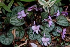 Viola Koreana 'Styletta' Korean Violet -Rare Roots Viola Stylettas