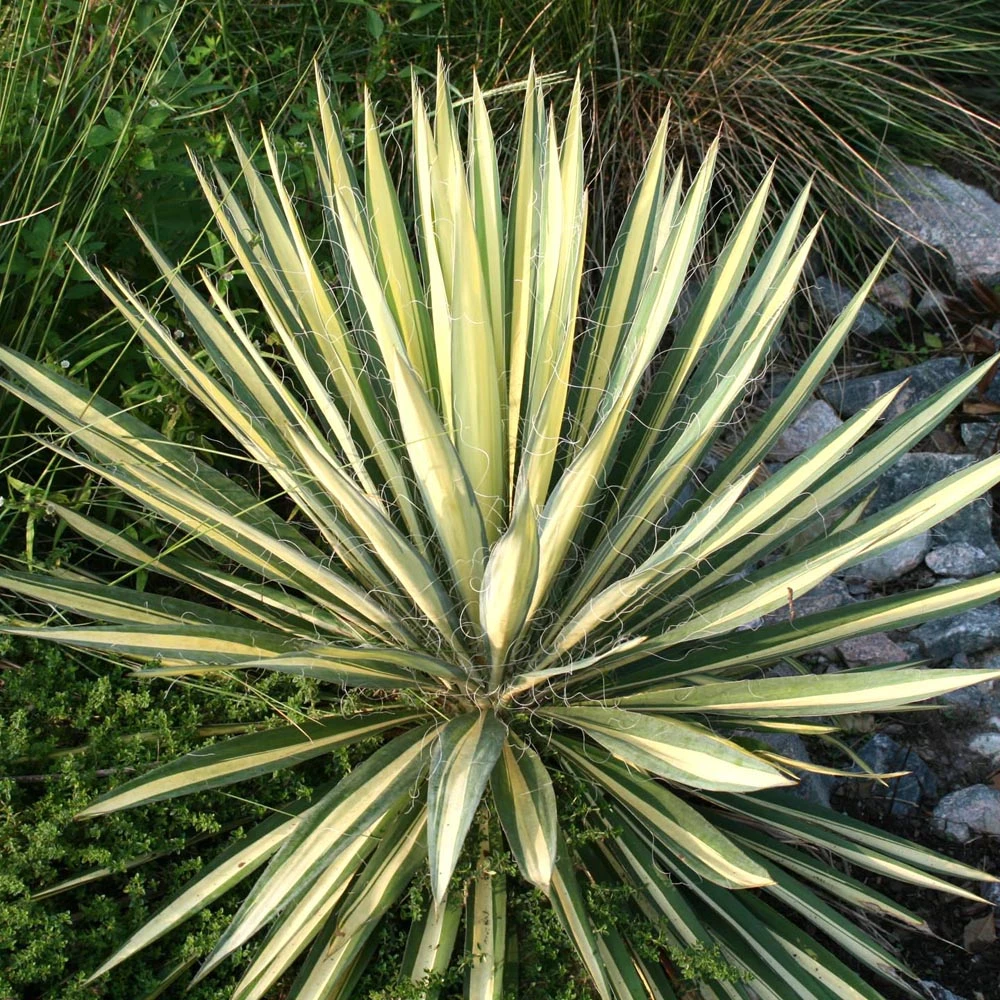 Yucca Filamentosa 'Color Guard' Adam's Needle 4 Yucca Filamentosa 'Color Guard' Adam's Needle - Image 2