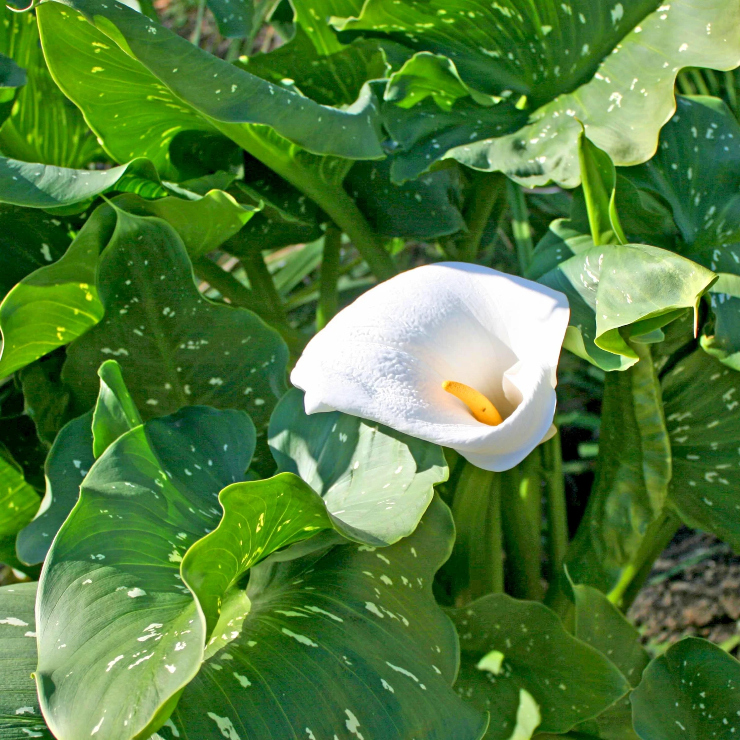 Zantedeschia Aethiopica 'White Giant' Calla Lily 3 Zantedeschia Aethiopica 'White Giant' Calla Lily