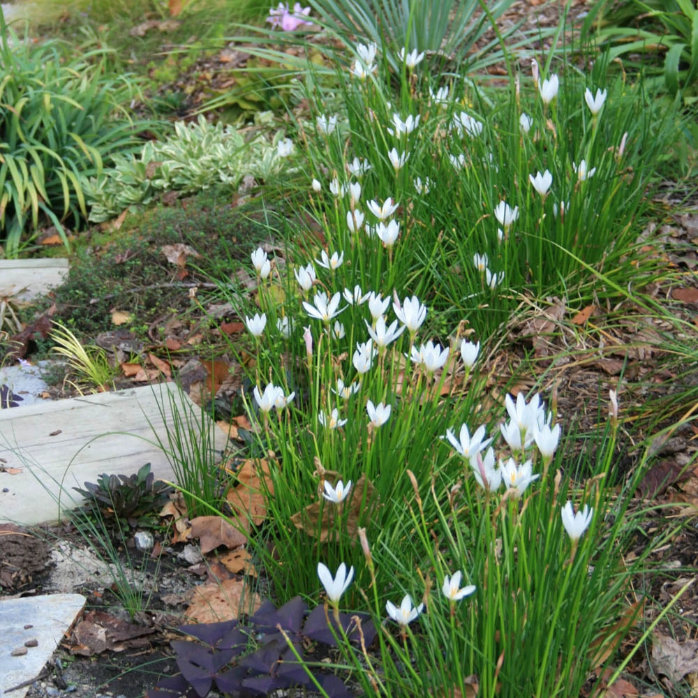 Zephyranthes Candida Rain Lily 3 Zephyranthes Candida Rain Lily