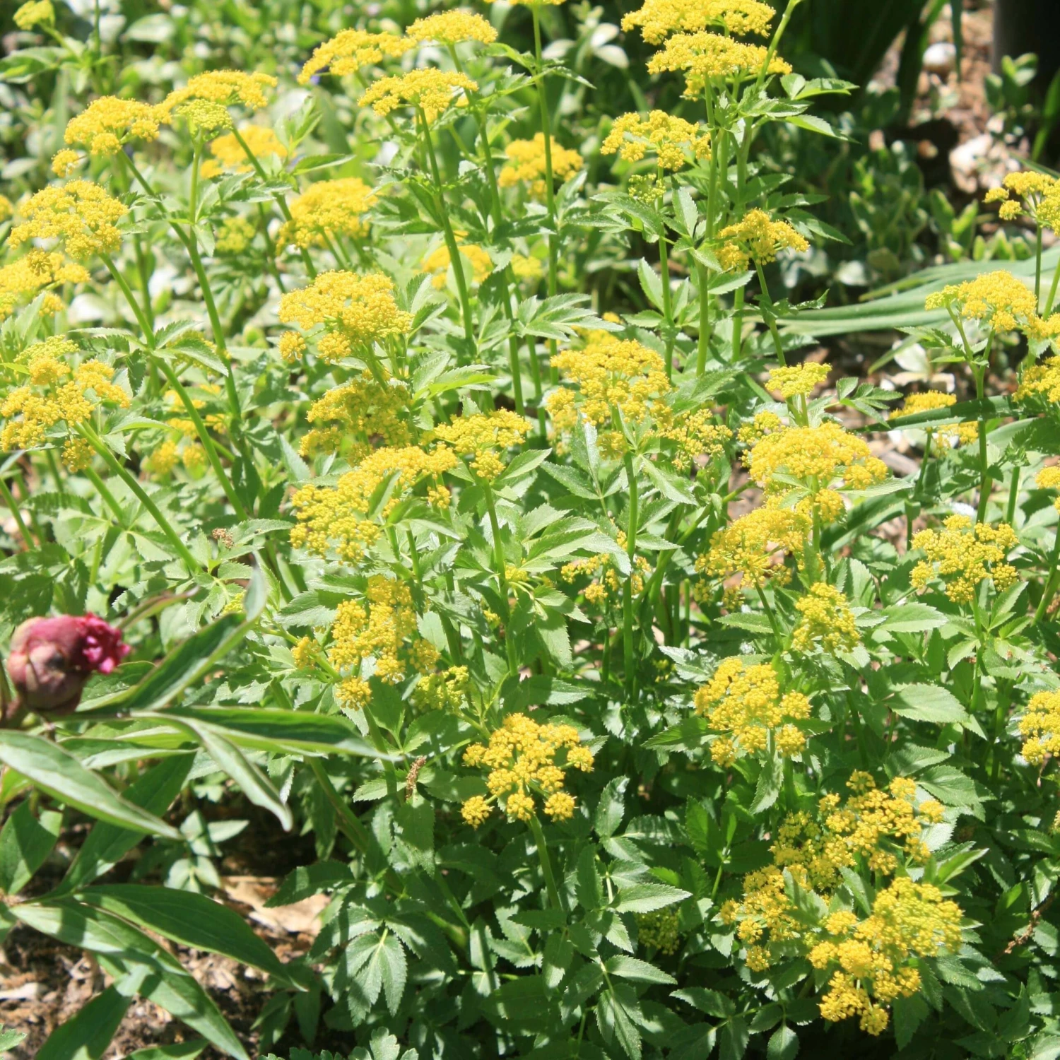 Zizia Aurea Golden Alexander 3 Zizia Aurea Golden Alexander