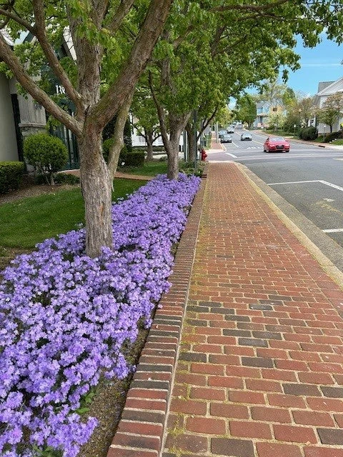 Phlox Divaricata 'Blue Moon' Woodland Phlox 6 Phlox Divaricata 'Blue Moon' Woodland Phlox - Image 4