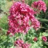 Centranthus Ruber Jupiter's Beard 2 Centranthus Ruber Jupiter's Beard -Rare Roots centranthus ruber jupiter s beard