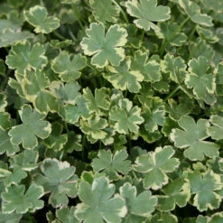 Hydrocotyle Sibthorpioides 'Variegata' Marsh Pennywort