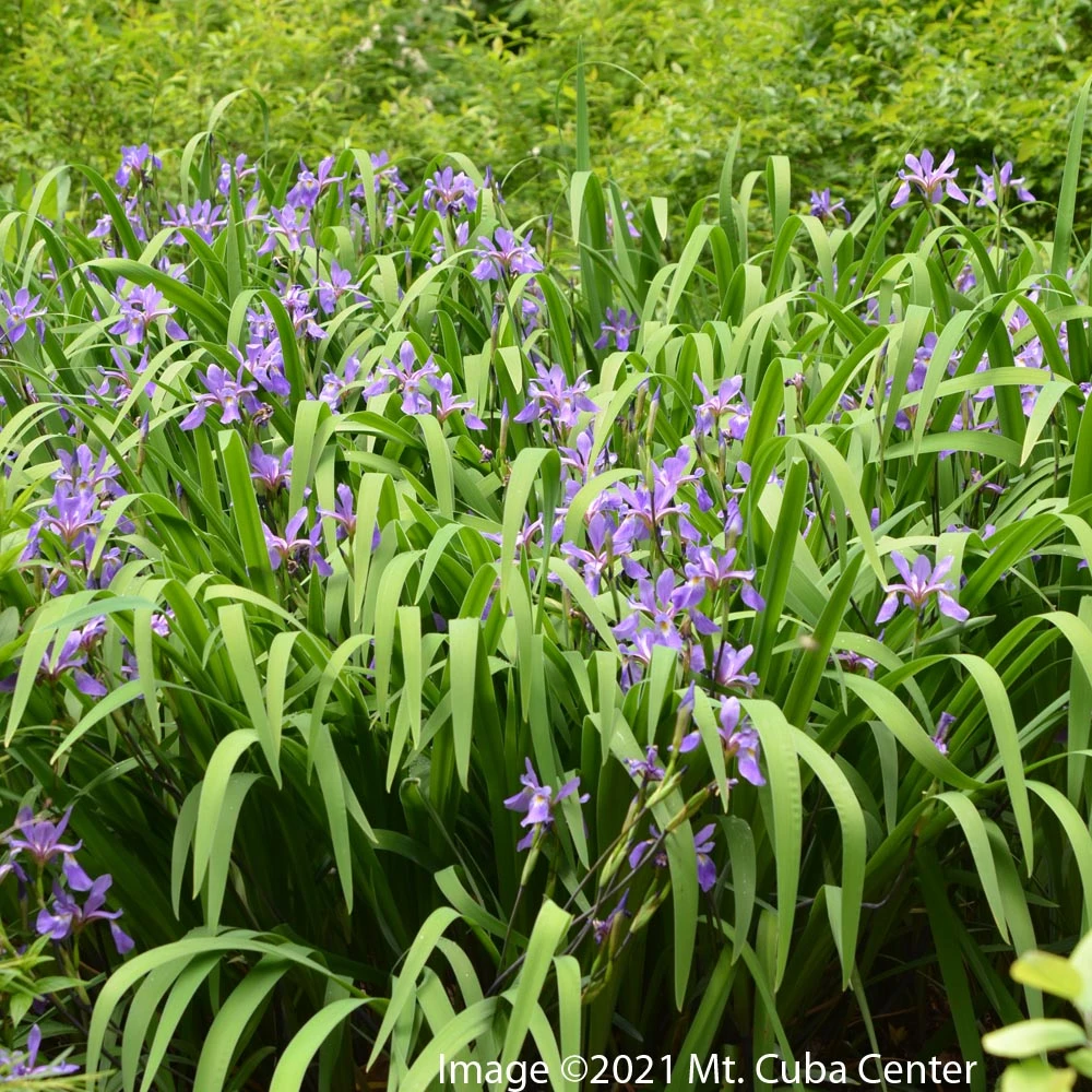 Iris Versicolor 'Purple Flame' Blue Flag 4 Iris Versicolor 'Purple Flame' Blue Flag - Image 2