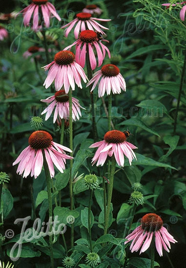 Echinacea Purpurea Purple Coneflower 4 Echinacea Purpurea Purple Coneflower - Image 2